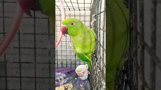 Mere peari mithu #parrot #birds #nonstoptalkingparrot #talkingparot #funny #cute #mitthu