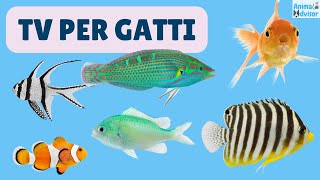 TV Per Gatti 🐱 - ⭐ 3 ORE ⭐ di videogiochi per gatti pesci, pesciolini ed acquari 🐠🐟🐡 screenshot 3