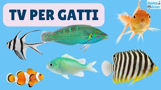 TV Per Gatti 🐱 - ⭐ 3 ORE ⭐ di videogiochi per gatti pesci, pesciolini ed acquari 🐠🐟🐡 screenshot 4