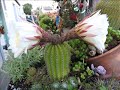 FLORES ABRIENDO EN MI CACTUS NOV 2018 0001