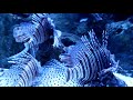 Athens Aquarium in Gοlden Hall | Афинский Аквариум в Голден Холл