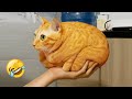 君が泣いたら僕の勝ち😂🐾 2025年の最高にかわいいペットたち🐕🐱