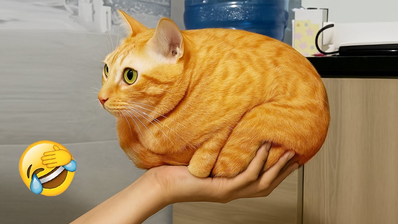 Ты смеёшься — ты проиграл 😂🐾 Самые смешные кошки и собаки 2025 🐕🐱