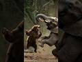 코끼리와 싸우기를 감히 선택한 곰의 운명 Animals Wildlife 코끼리와 싸우기를 감히 선택한 곰의 운명 Animals Wildlife