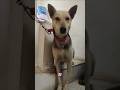 Kaali My Dog Obeying Orders #dogs #pets #pet #animals #dogfood #trending #diy