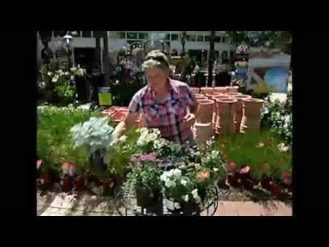 Rose and the clematis as good companions as good companions