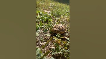 They are faster then you think lol #tortoise #sulcatatortoise