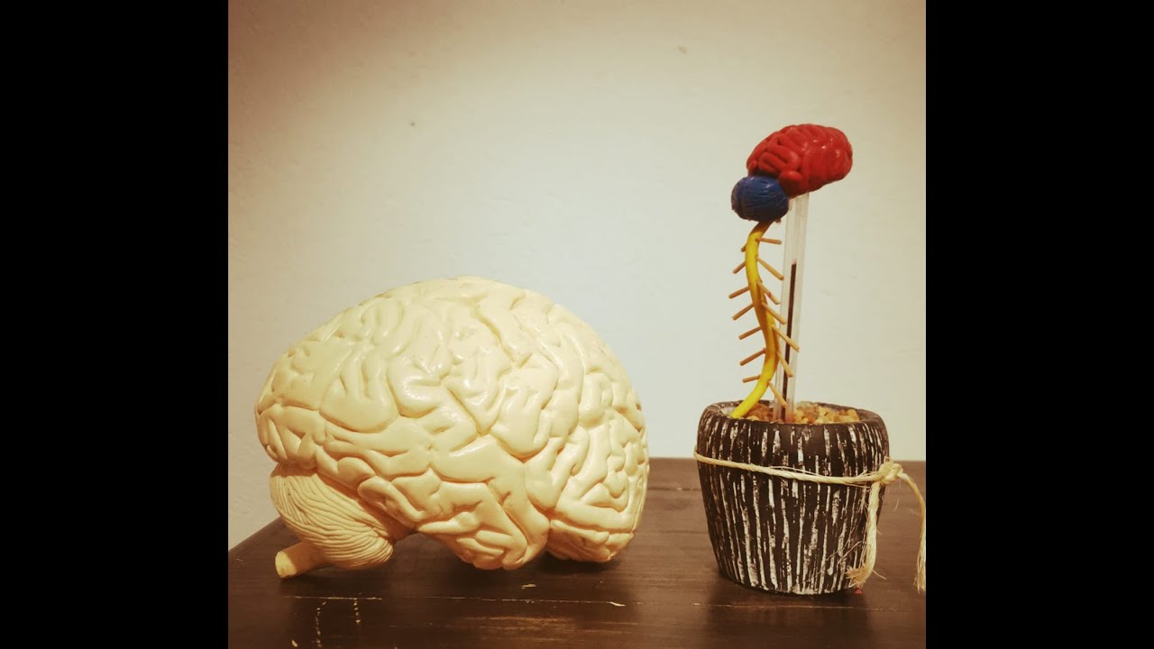El sistema nervioso con plastilina. - YouTube