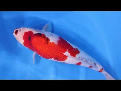 GK-3053 - Showa - Dainichi