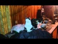 Кошка видит привидение, бара башку | Cat sees a ghost