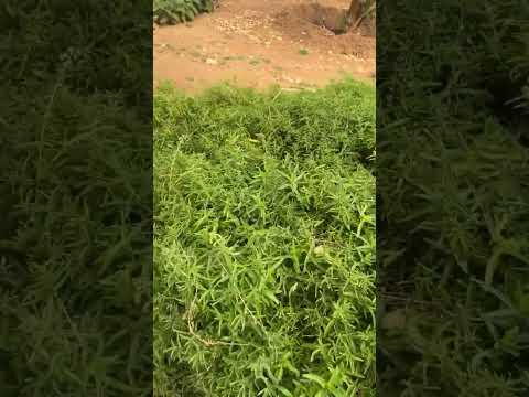 الفرق بين حبق المدينة والحبق العادي