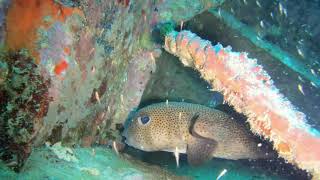Pufferfish --  St Kitts Marine Life Series. (Subtitled)