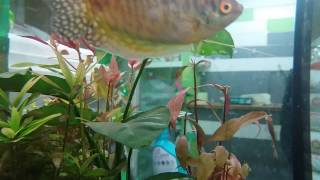 ВИДЕО ДЛЯ КОШЕК НОВЫЙ КАНАЛ ДЛЯ КОТОВ И СОБАК РЫБКИ 🐈🐭🐶🐱🐕🐹🐇🐀Videos for Cats To Watch FISH ВИДЕО ДЛЯ КОШЕК НОВЫЙ КАНАЛ ДЛЯ КОТОВ И СОБАК РЫБКИ 🐈🐭🐶🐱🐕🐹🐇🐀Videos for Cats To Watch FISH