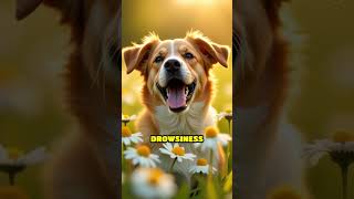 Aromatherapy for Dogs: Easing Separation Stress