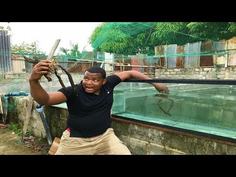 Thumbnail for los camarones mas grande del río