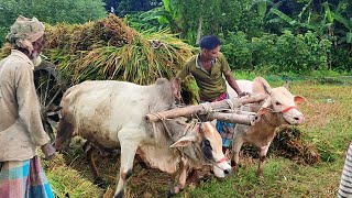 Bullock Cart Heavy Loaded Paddy // Bullock Cart Ride // Village Cow Cart