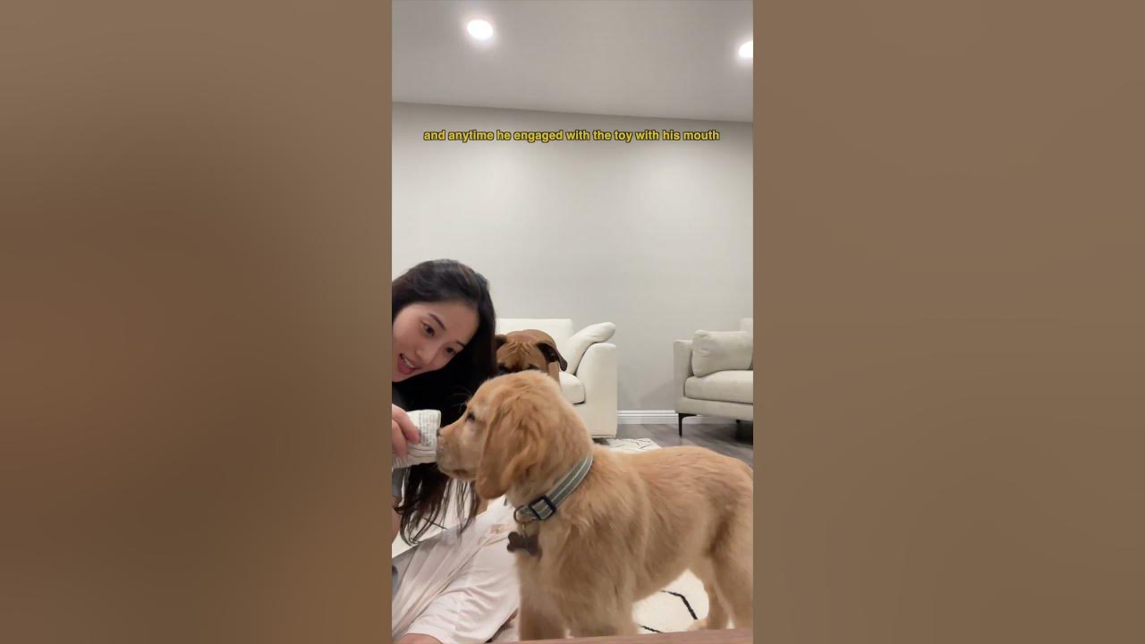 How to teach your dog to hold objects shorts YouTube