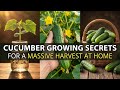 The Easy, Step-by-Step Way to Grow More Cucumbers at Home