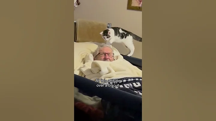 Video 11062421: kitten cats catlife, cat kitten funnycatvideos, kitten funny