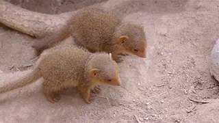 Tiny Party of 5 Mini Mongoose