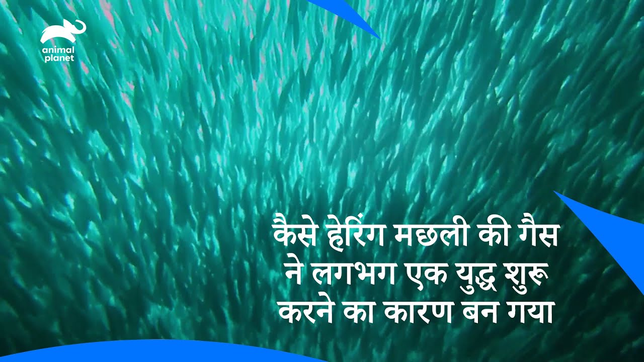 Herring Fish Incident Fish Farts & Global Wars हेरिंग फिश की घटना