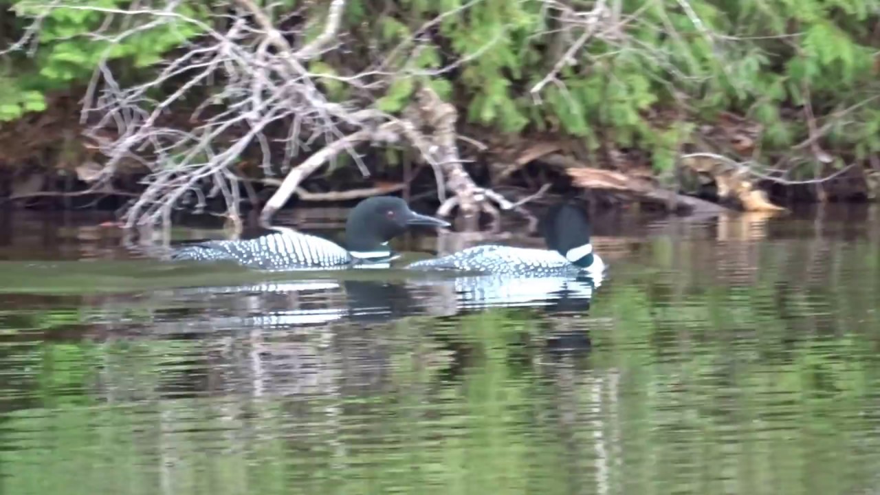 Plongeon Huard Lac Libby SaintÉtiennedeBolton, Quebec, Canada