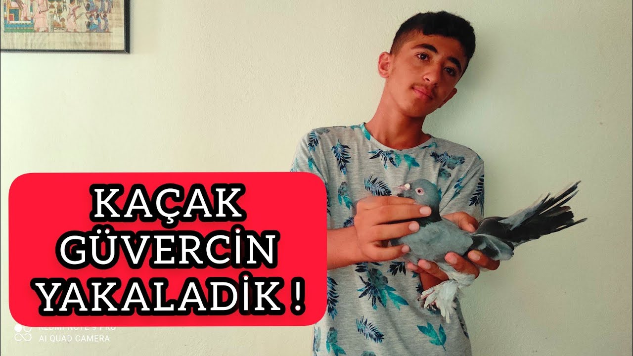 KAÇAK ADANA GÜVERCİNİ YAKALADIK ! [ KÜÇÜK CAMBAZ ]