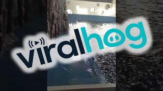 Beluga Whale Uses Hydro Blast to Retrieve Toy || ViralHog