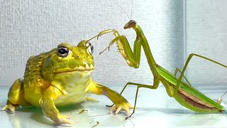 Frog snatches prey from giant praying mantis by BUG FROG 143,140 views 2 months ago 3 minutes, 54 seconds