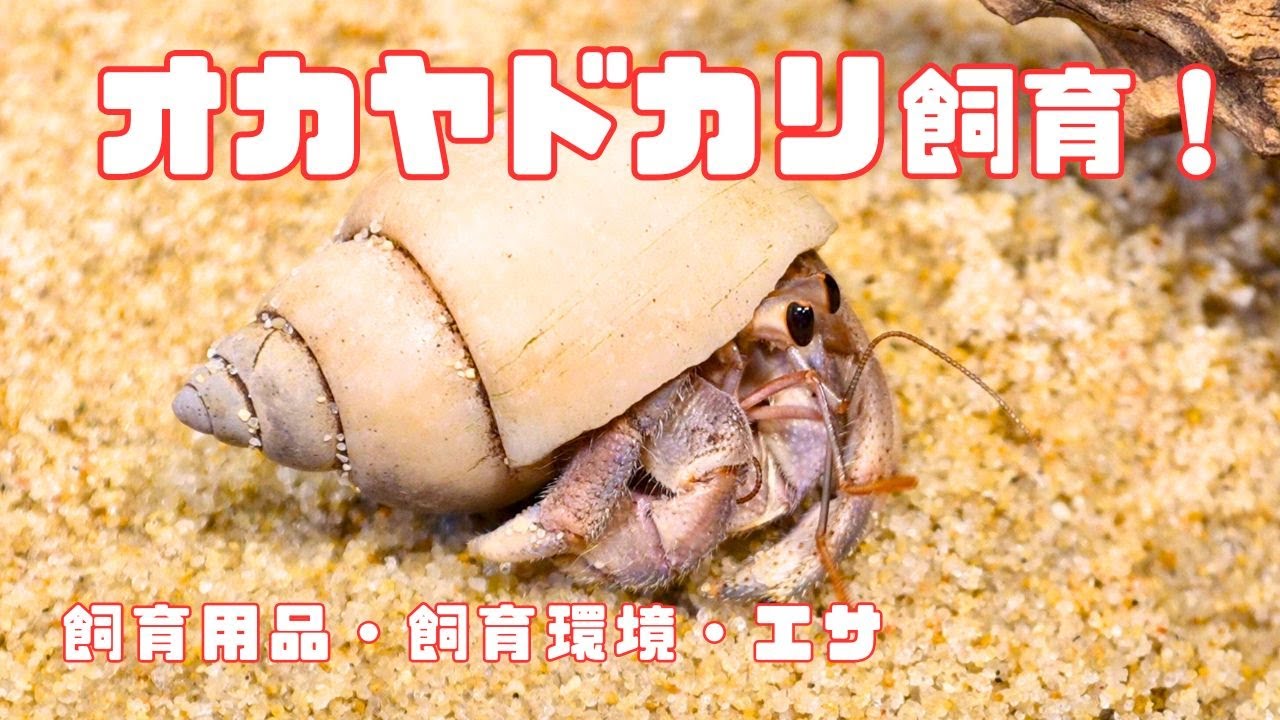 オカヤドカリの飼い方・飼育用品・飼育環境・エサについてまとめました