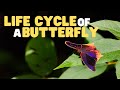 The Life Cycle and Unique Features of Butterflies