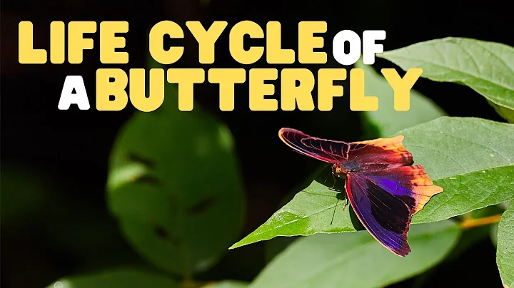 Life Cycle of a butterfly | Butterflies for Kids | Learn the 4 stages of the butterfly life cycle - DayDayNews