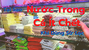 Công Dụng Sứ Lọc Hồ Cá – Bí Quyết Giữ Nước Bể Cá Luôn Trong Giúp Cá Khỏe Mạnh Ít Chết.