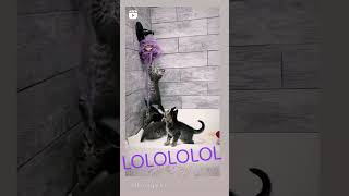 No God Please No Funny Edit