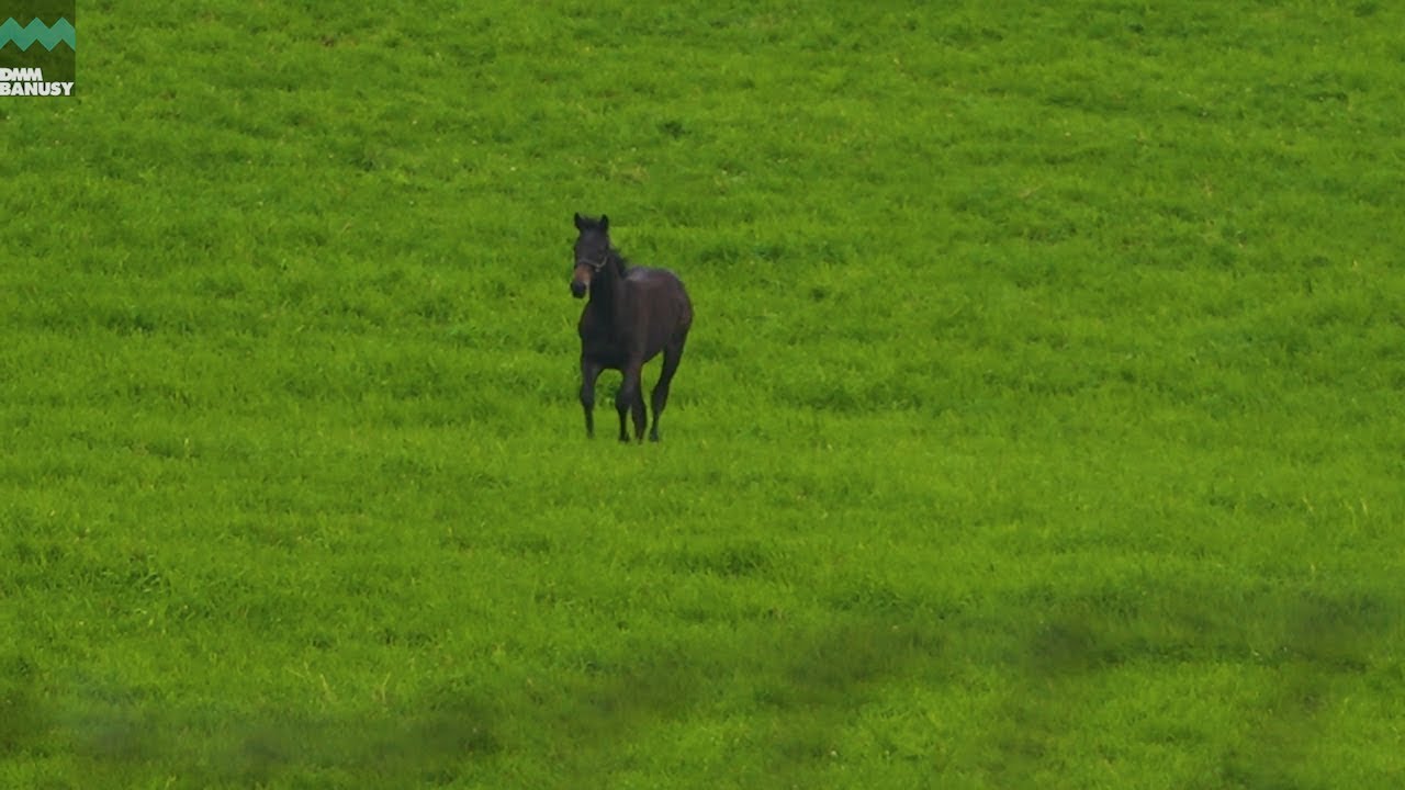 【ディープモンスター(シスタリーラヴ2018)】PV ～母馬との別れ～