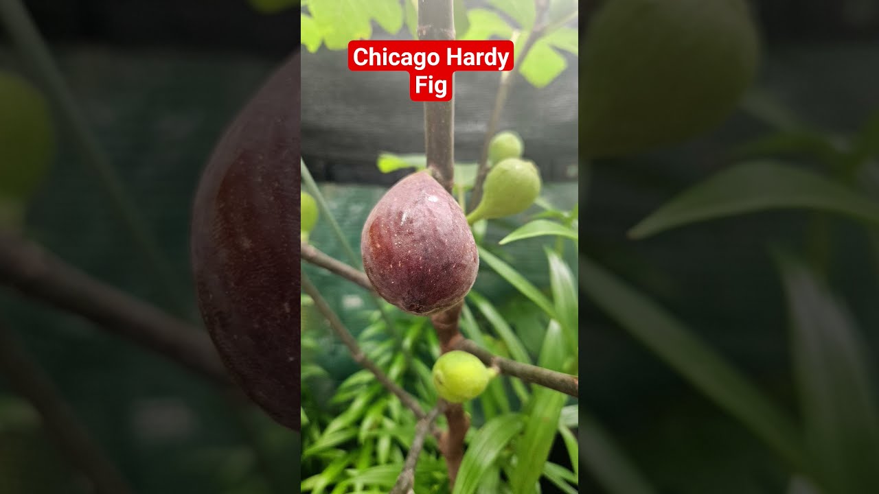 First Fig Of The Year 7b Fruitbearingplant