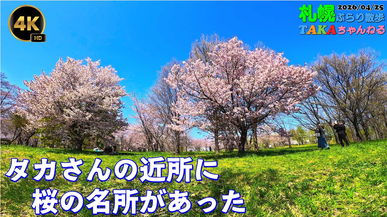 桜輪切のローテーブル㉜　桜の綺麗な年輪がいいですよ❕ 桜輪切のローテーブル㉜ 桜の綺麗な年輪がいいですよ❕ 【公式通販】