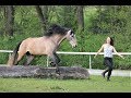 Spielerische Jungpferdeausbildung & Einreiten - 3 Monate mit Tanja Riedinger und Nevado