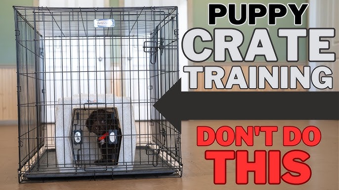 Setting Puppies up for Success: Beginning Crate Training – American Kennel  Club