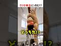 ウソか本当どっちか分かる⁉︎ part112 #ショート #クイズ #shorts #猫 #かわいい #cat #funny