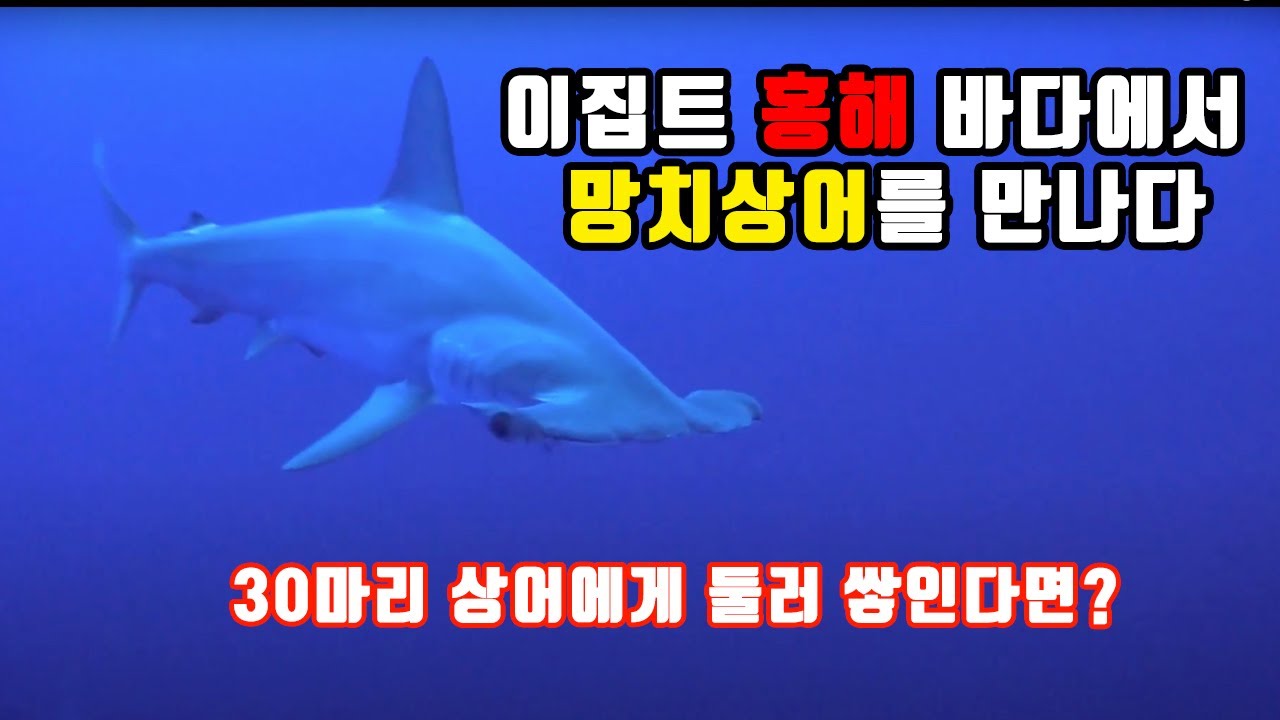 이집트 홍해 리브어 보드 ( Red Sea Live Aboard )