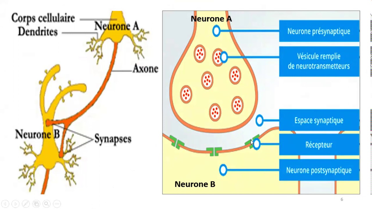 la transmission synaptique