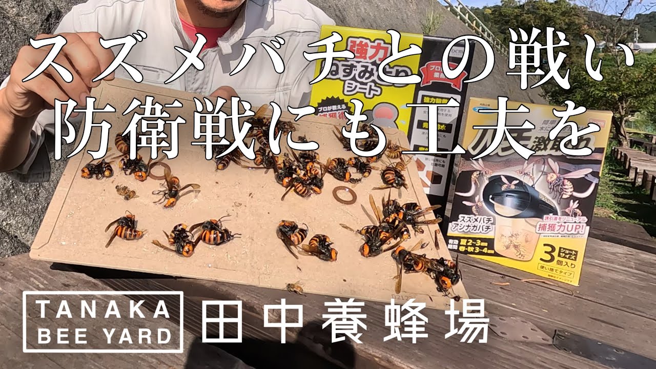 スズメバチから蜜蜂を護る