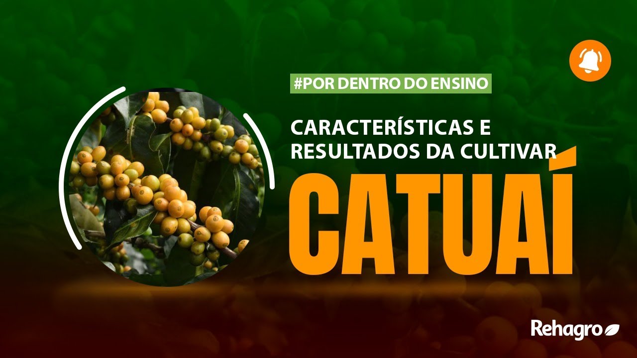 CARACTERÍSTICAS DA CULTIVAR DE CAFÉ CATUAÍ | Por Dentro do Ensino - Café