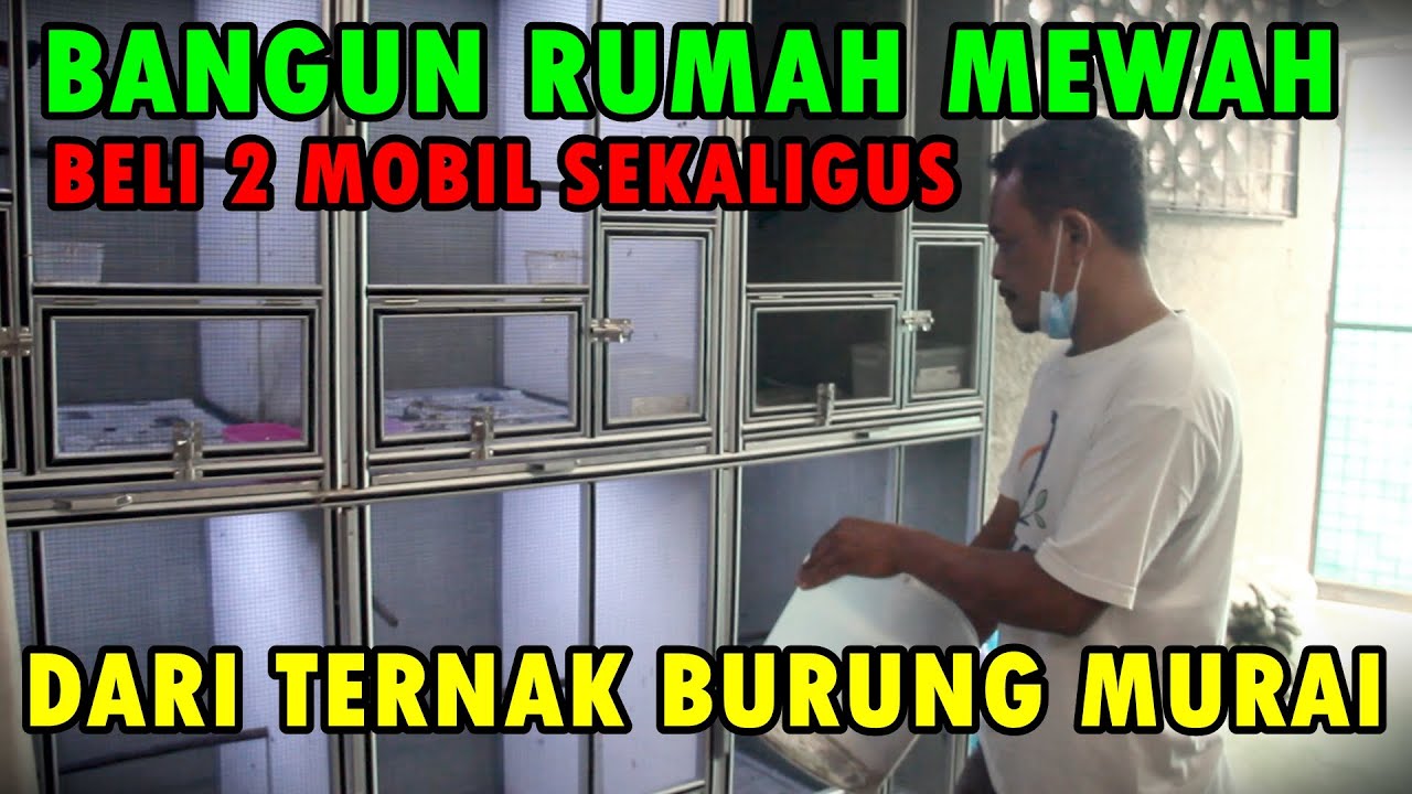 TERNAK MURAI BATU SISTEM POLIGAMI DENGAN KANDANG MINIMALIS HASILKAN RUMAH DAN MOBIL