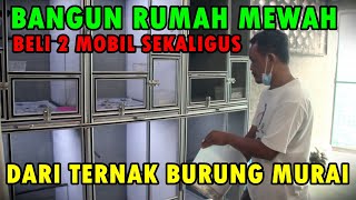 TERNAK MURAI BATU SISTEM POLIGAMI DENGAN KANDANG MINIMALIS HASILKAN RUMAH DAN MOBIL