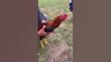 Qaibthai: 14k son 7 months