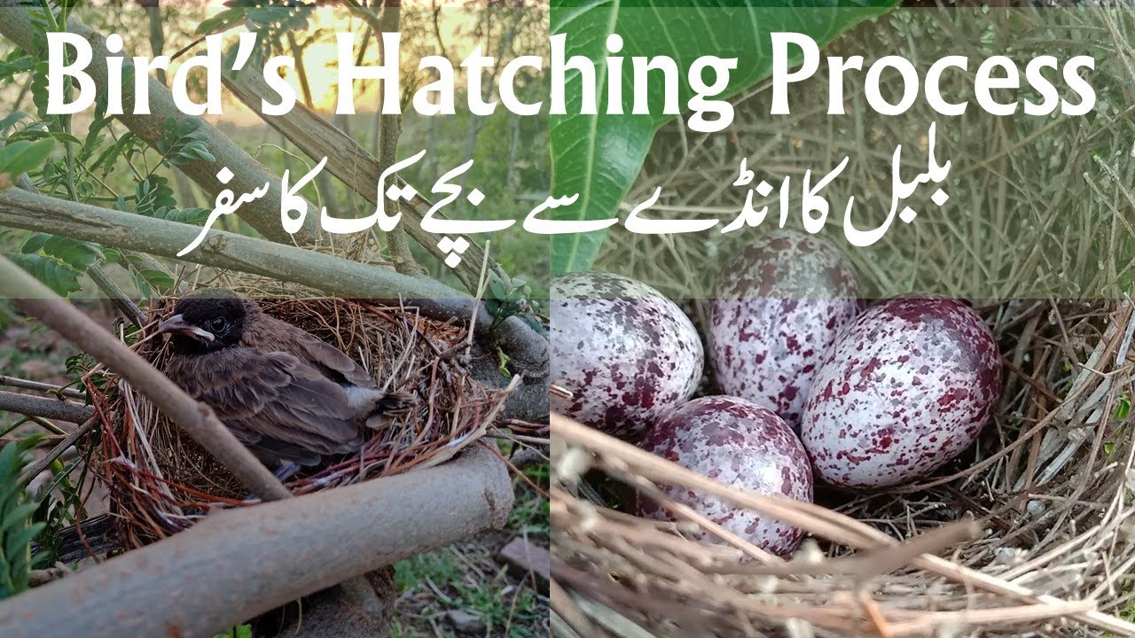 Nightingale Hatching from day first to last Day | Birds Hatching ...