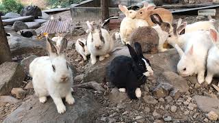 เพลงเด็ก เพลงใหม่  เพลงกระต่ายชอบกินผัก  กระต่ายตัวจริง