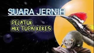 MASTER MURAIBATU materi pelatuk mix tupai kekes @bajingkekes #pelatuk #tupaikekes